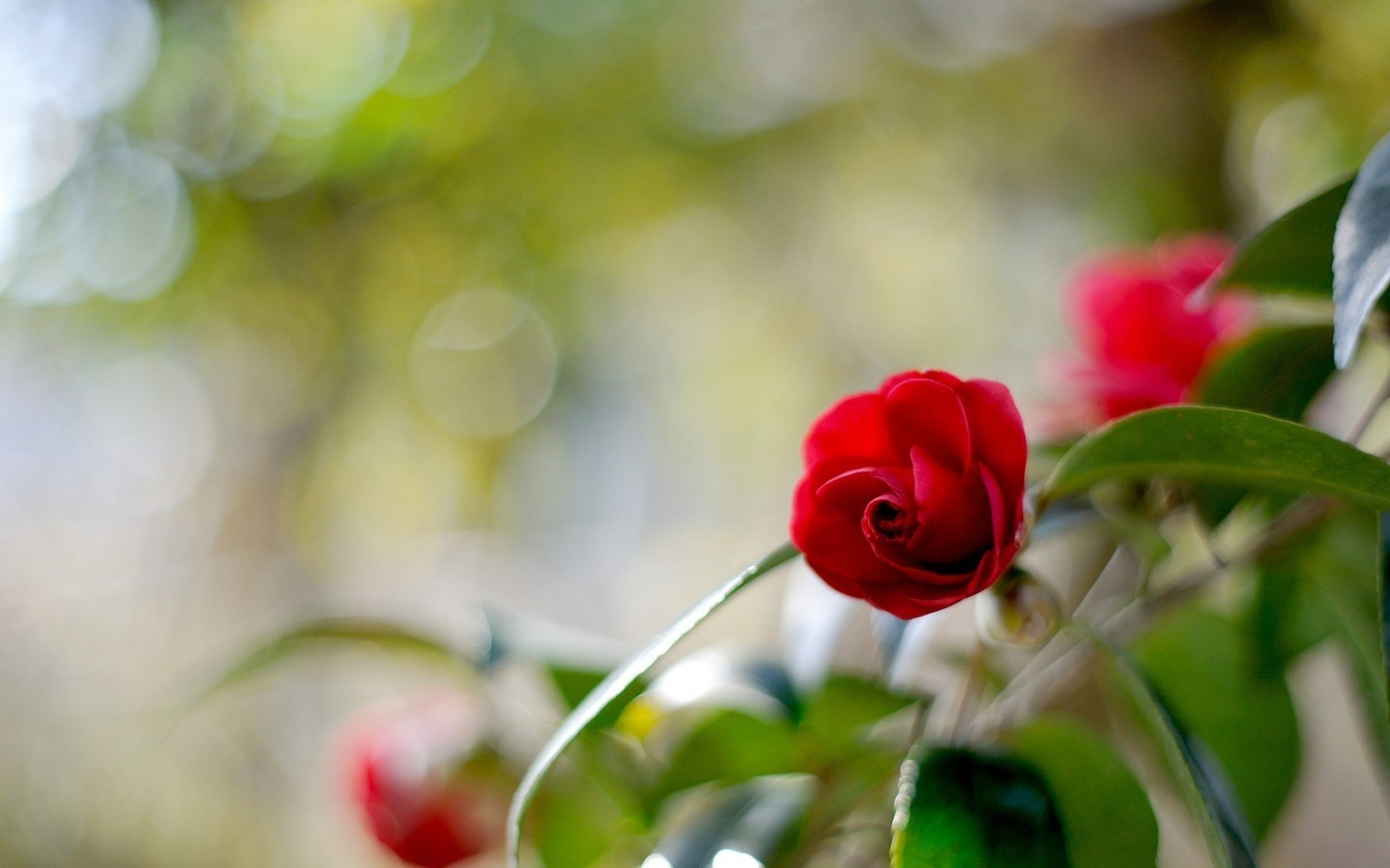 éblouissement camélia flou fleur