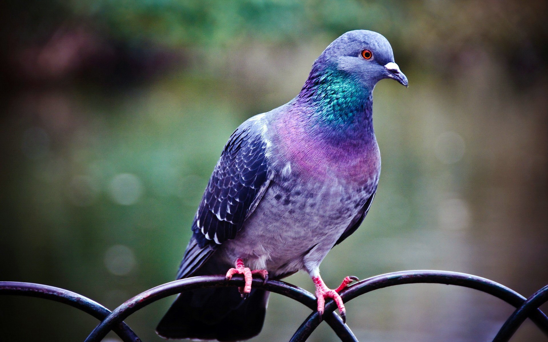 zaun federn farbe färbung vogel zaun taube