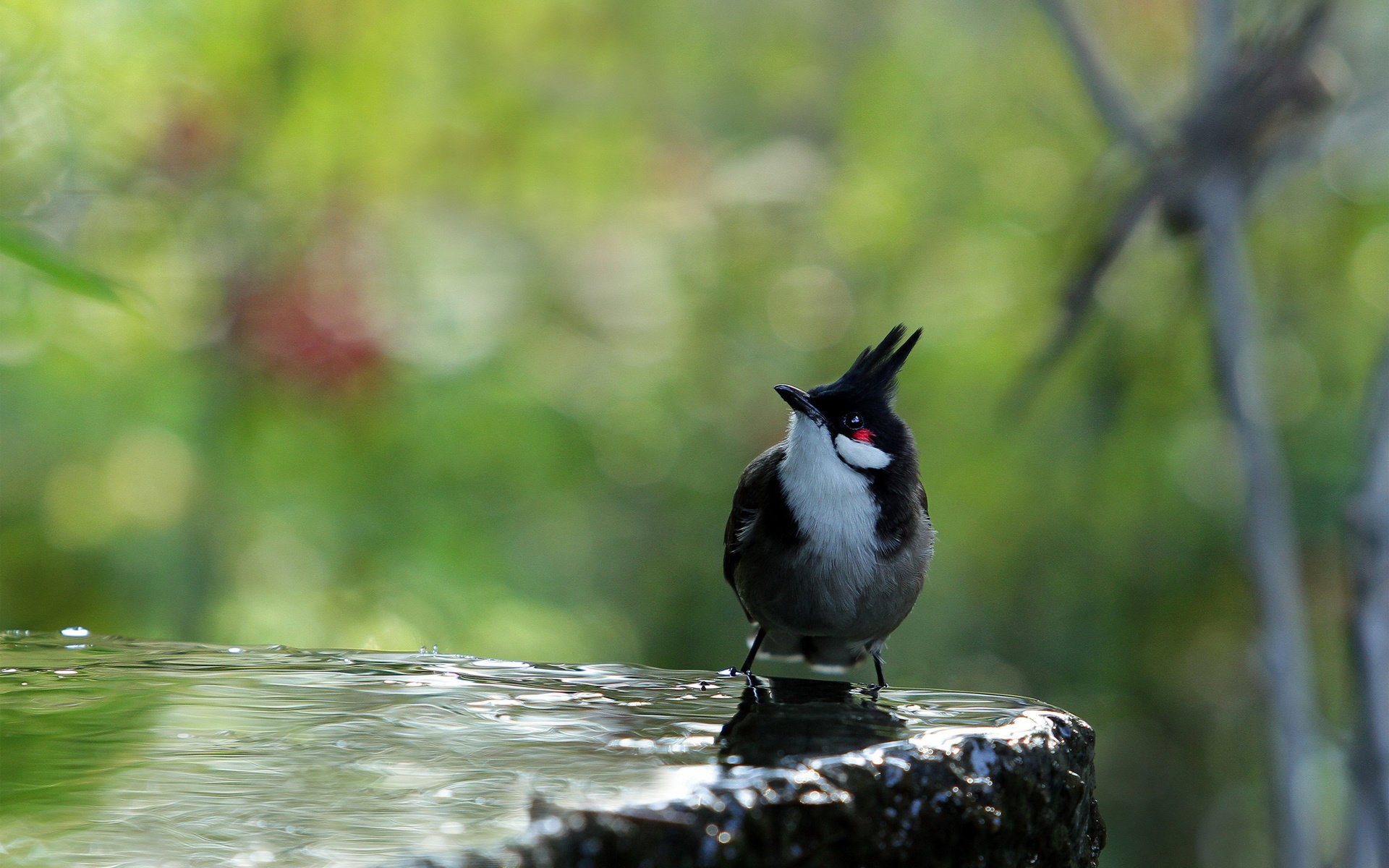 crest stone bird water black