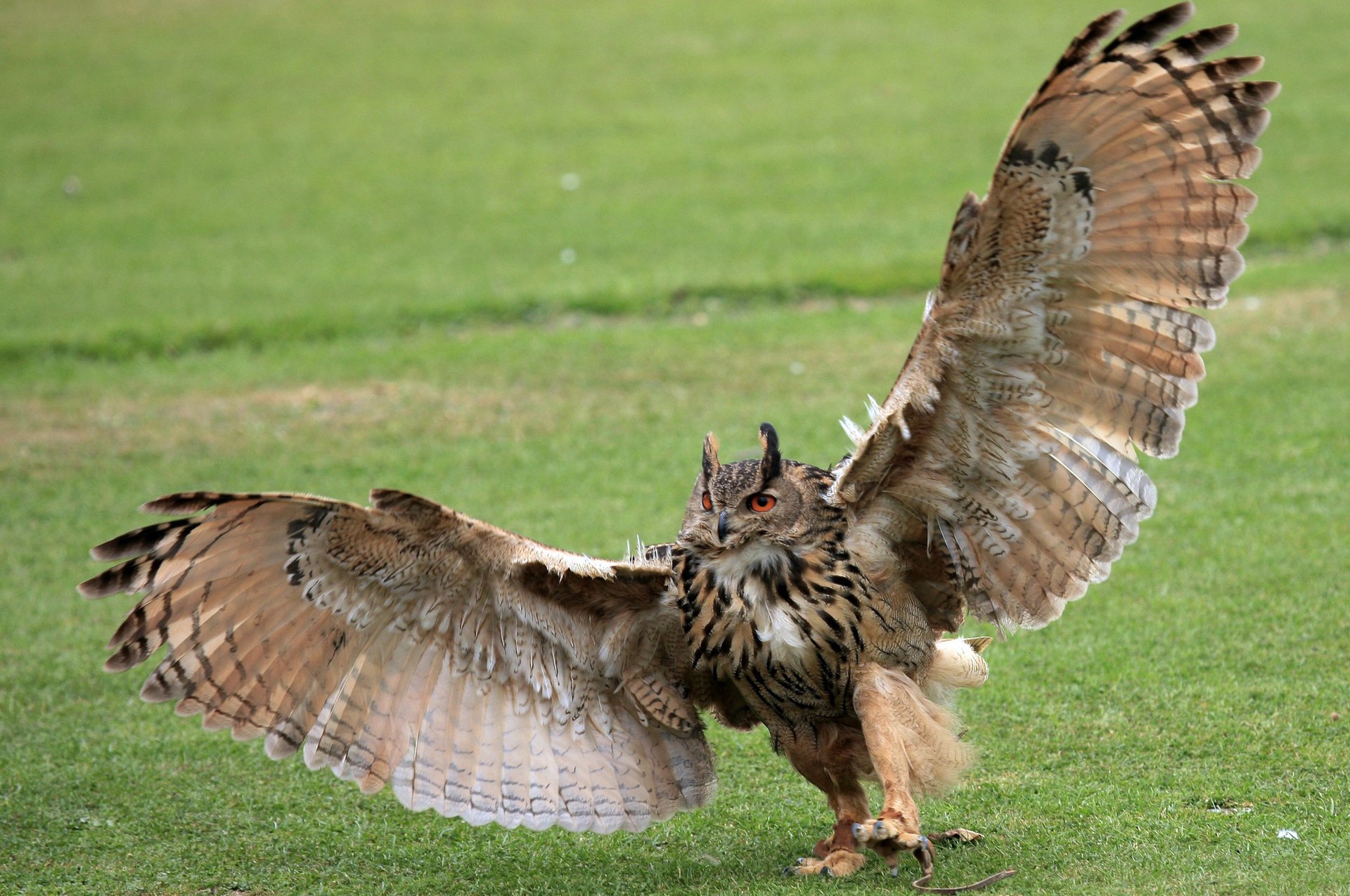 background owl paws claws rosmah grass wings green