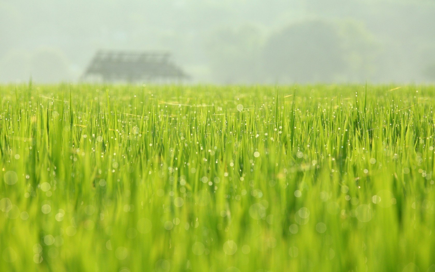 natur mai grün frühling tau feld