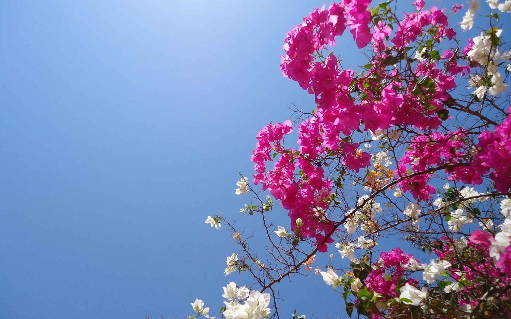 blumen zweige natur himmel