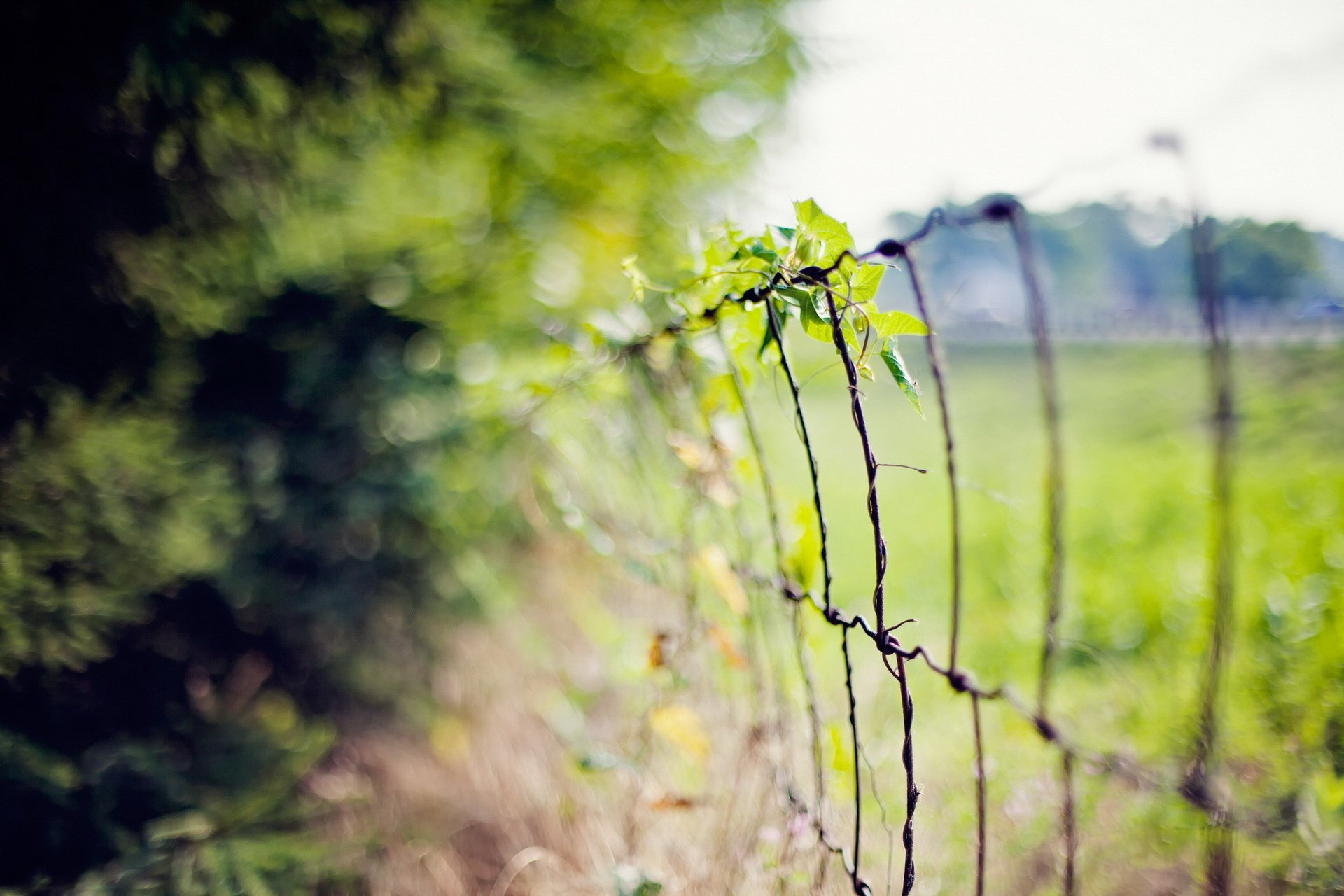 macro grass the fence