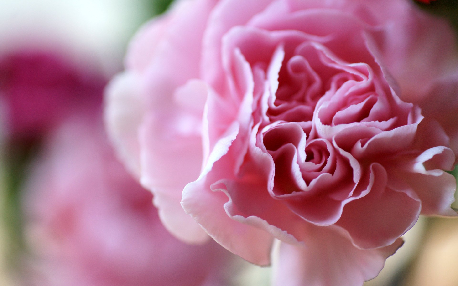 macro carnation petals flower