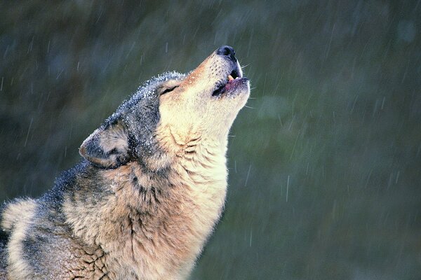 The wolf howls from loneliness under the snow