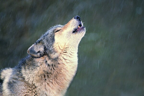 Lobo aullando de soledad bajo la nieve