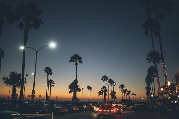 Evening landscape with palm trees of California
