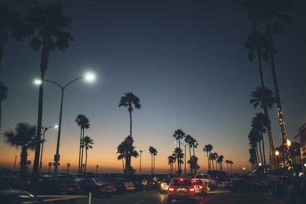 Paisaje nocturno con palmeras de California