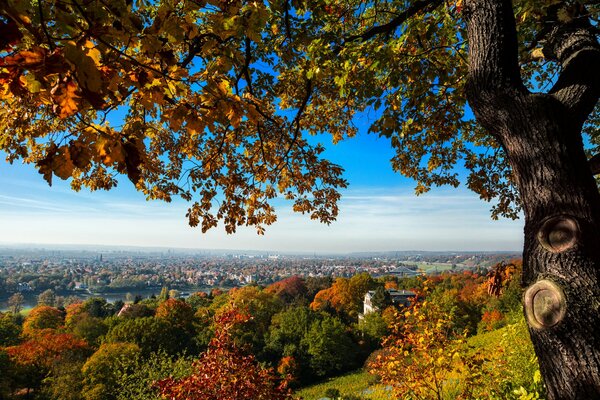 Alberi autunnali sullo sfondo di Dresda in Germania