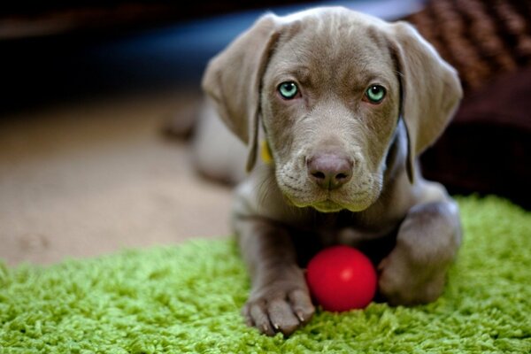 Cute dog with a red sword on a green carpet