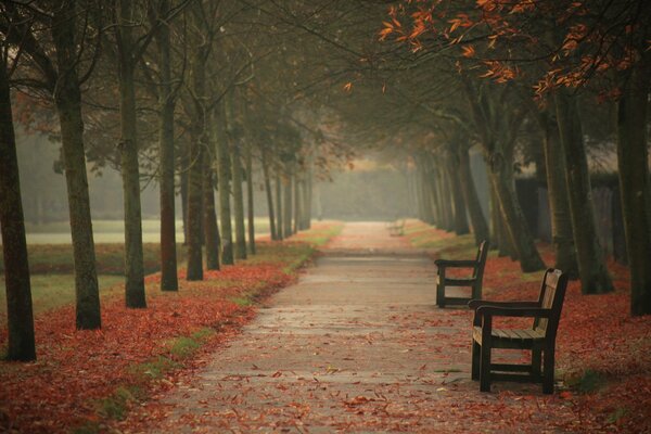 Herbstlandschaft des Stadtparks, gefallene Blätter