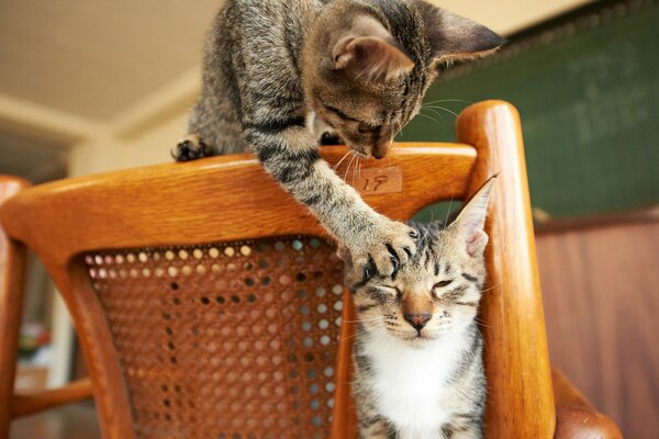 Two cats playing on a chair