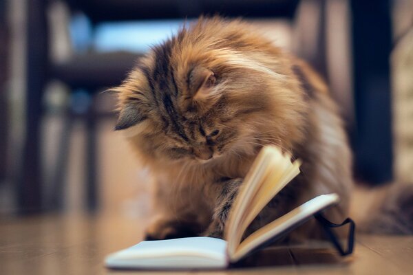 Flauschige Katze liest ein Buch