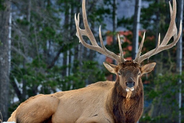 Ciervo en la naturaleza, hermosa foto de un ciervo con cuernos increíbles