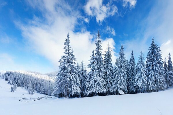 Winter. Wald. Tannenbäume. Die Wolken