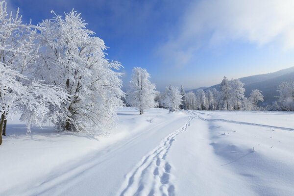 Camino a las montañas a través de los árboles cubiertos de nieve