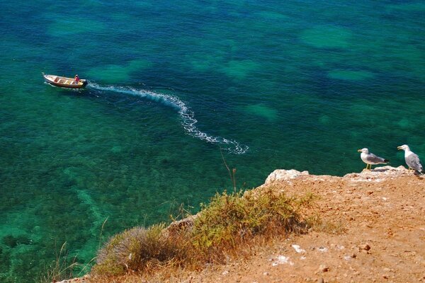 Las olas corren y las gaviotas en parejas en la orilla