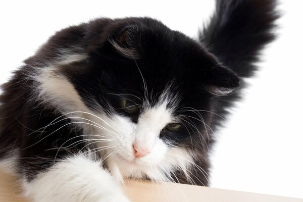 Flauschige schwarze mit weißer Katze legte Ihre Pfote auf den Tisch