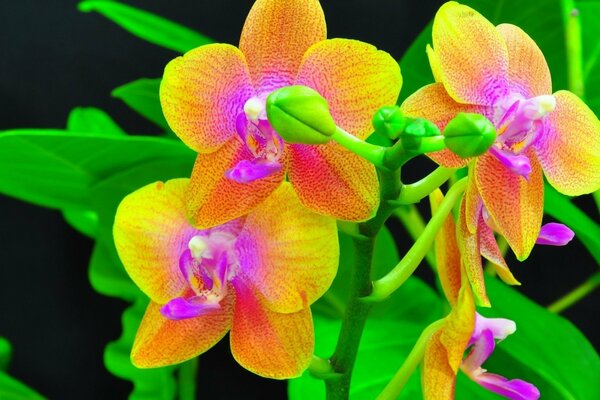 Bright orchids delight the eye