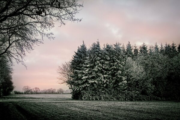 Paesaggio mattutino di campi e alberi nel gelo