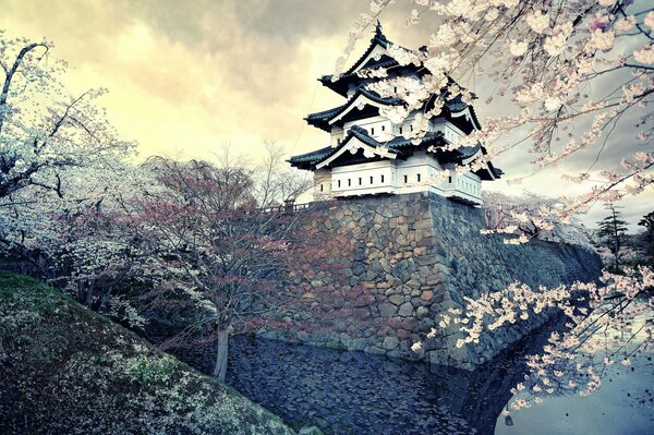 Cherry blossoms in Japan in spring