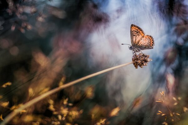 Hermosa mariposa en el fondo del bosque de otoño