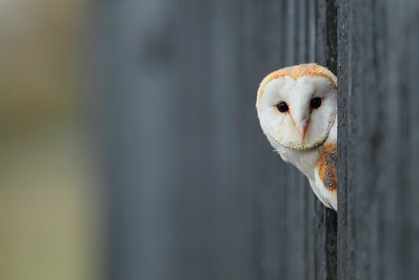 Curious white owl peeks out of the fence