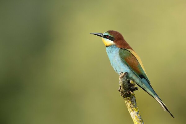 Der schöne Vogel ist golden, die Natur ist golden