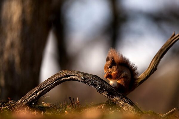 A squirrel sits on a branch and washes