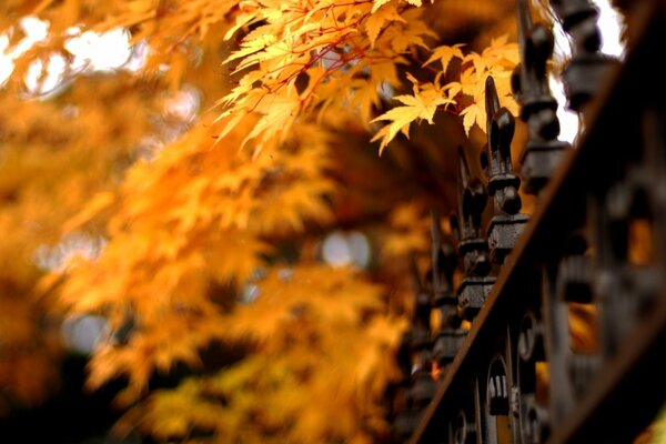 Herbstblätter rauschen im Stadtgarten