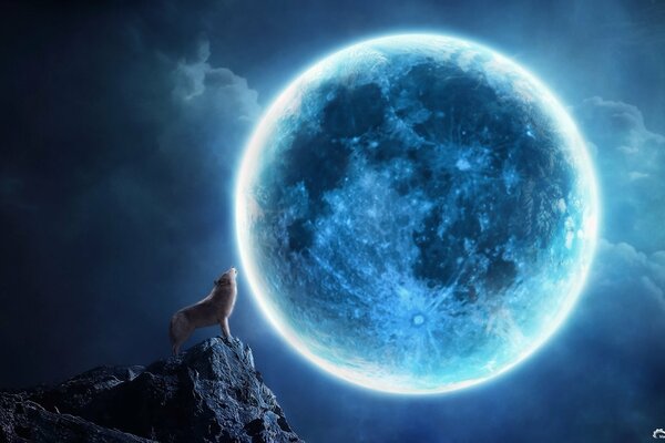 Ein Wolf auf einem Felsen, der zum Mond heult