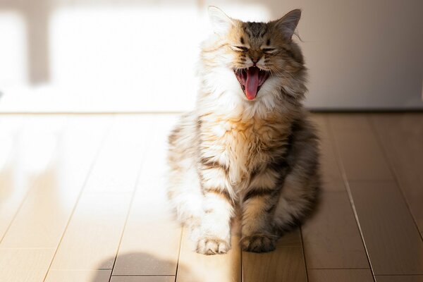 Die Katze gähnte, indem sie die Zunge herausstreckte