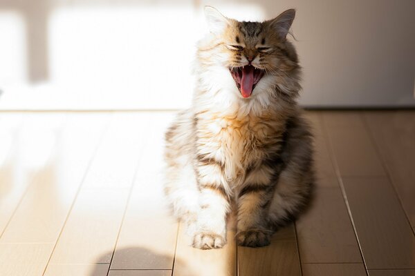 Le chat bâille en poussant sa langue