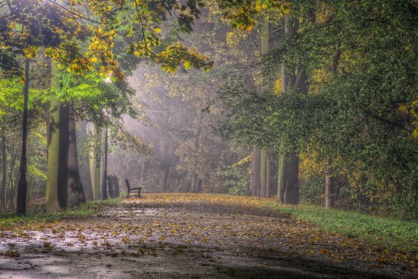 Bank im Herbstpark. viele gelbe Blätter