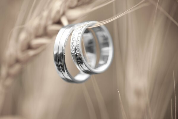 Wedding rings are worn on a wheat sprout