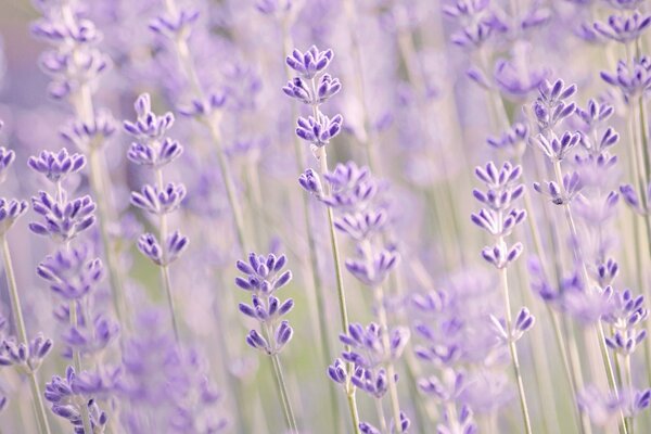 Macro photography of lilac lavender flowers