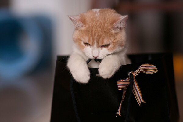 The cat is sitting in a black bag with a bow