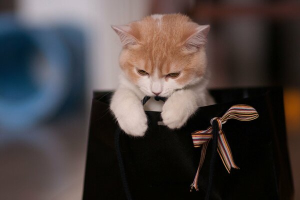 Chat assis dans un sac noir avec un arc