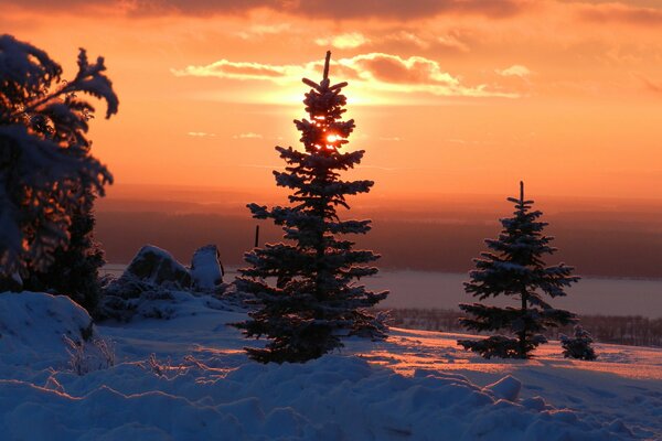 Abetos nevados al atardecer del día