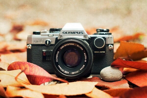 La fotocamera Olympus è progettata per Macro riprese