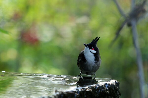 A bird sits on a rock with water