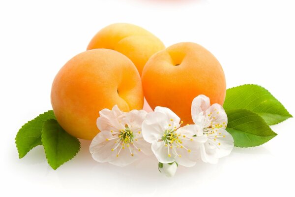 Flowers, green leaves and apricot fruits on a white background