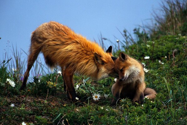Charming foxes, incredible nature