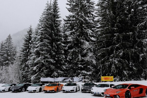 Sports cars on the background of tall fir trees covered with snow