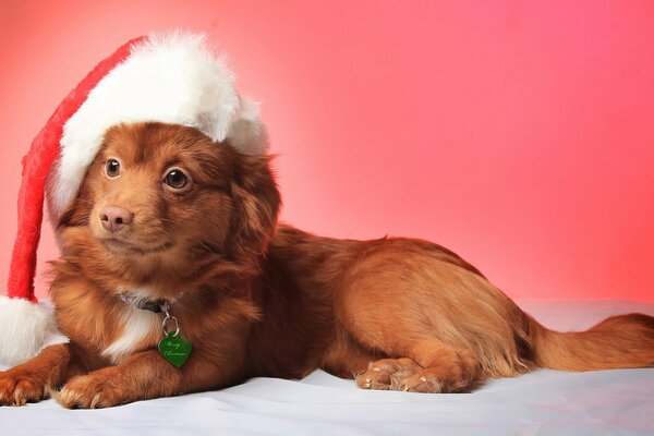 Der kleine rothaarige Hund trägt eine Silvestermütze
