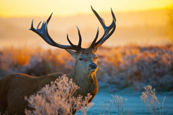 Hirsch steht auf dem Schnee bei Sonnenuntergang Hintergrund