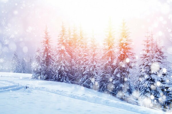 Winter morning on the edge of a fir tree