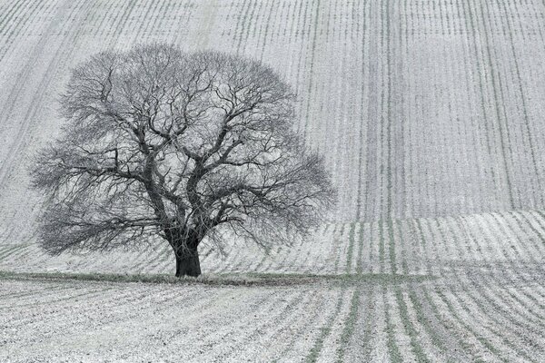 Ein Baum im Feld oder eine schwarz-weiße Landschaft