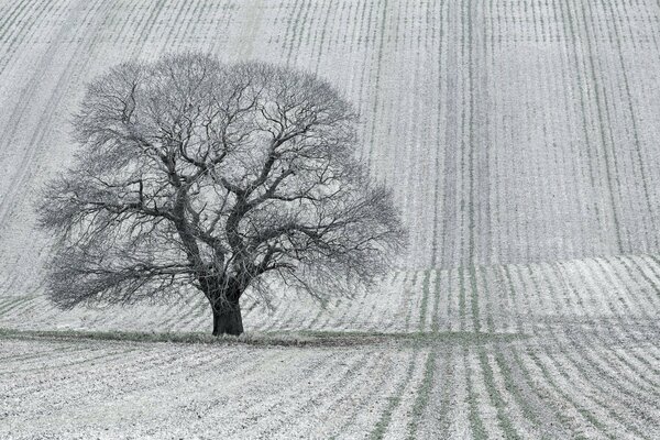 A tree in a field or a black and white landscape