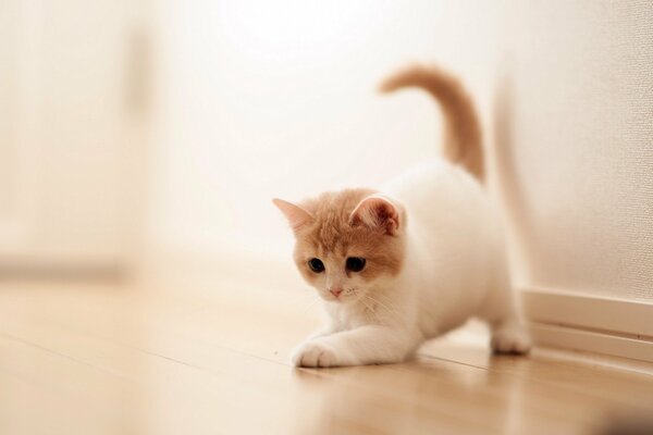 Chat avec des poils clairs joue dans la maison